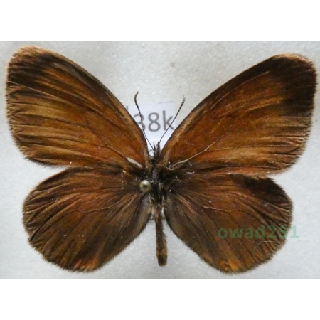 Coenonympha nolckeni Erschoff, 1874 Tadjikistan38k